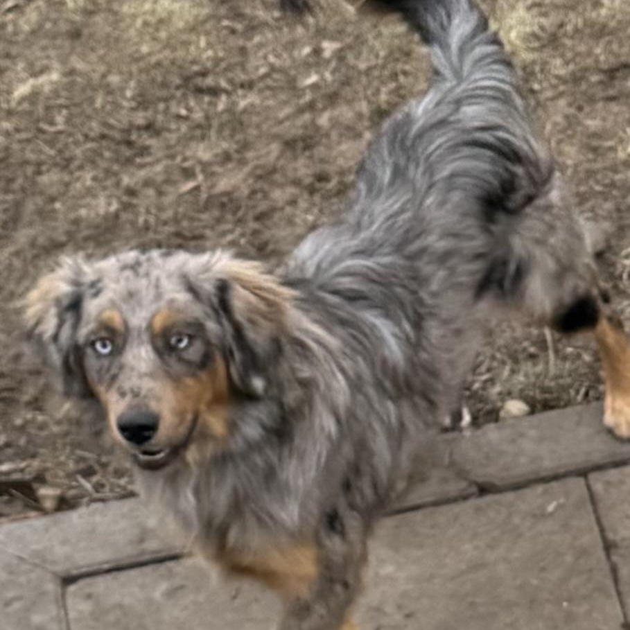 Enlarge Ziggy , a ADOPTABLE Australian Shepherd in Louisburg, KS image 3/5