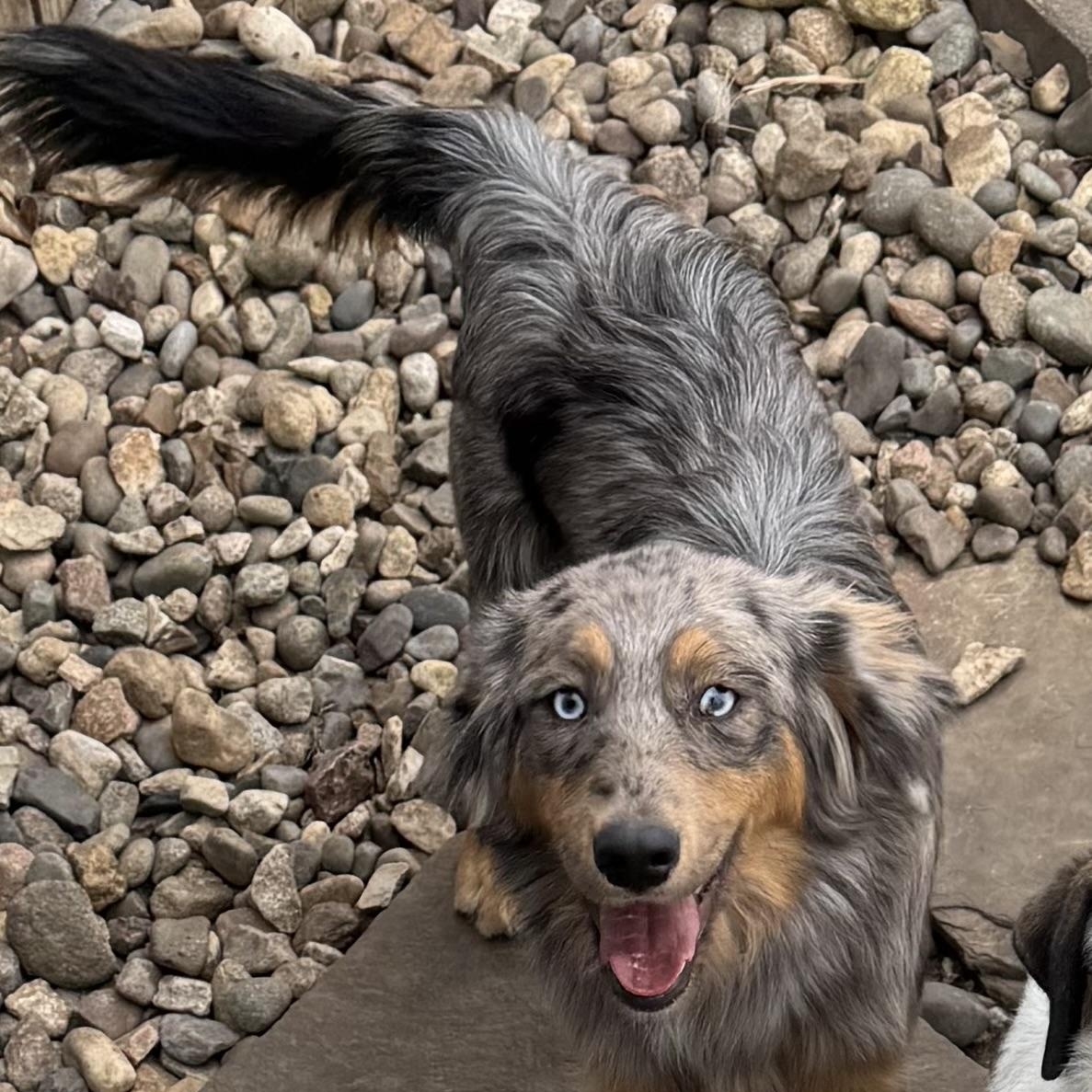 Enlarge Ziggy , a ADOPTABLE Australian Shepherd in Louisburg, KS image 5/5
