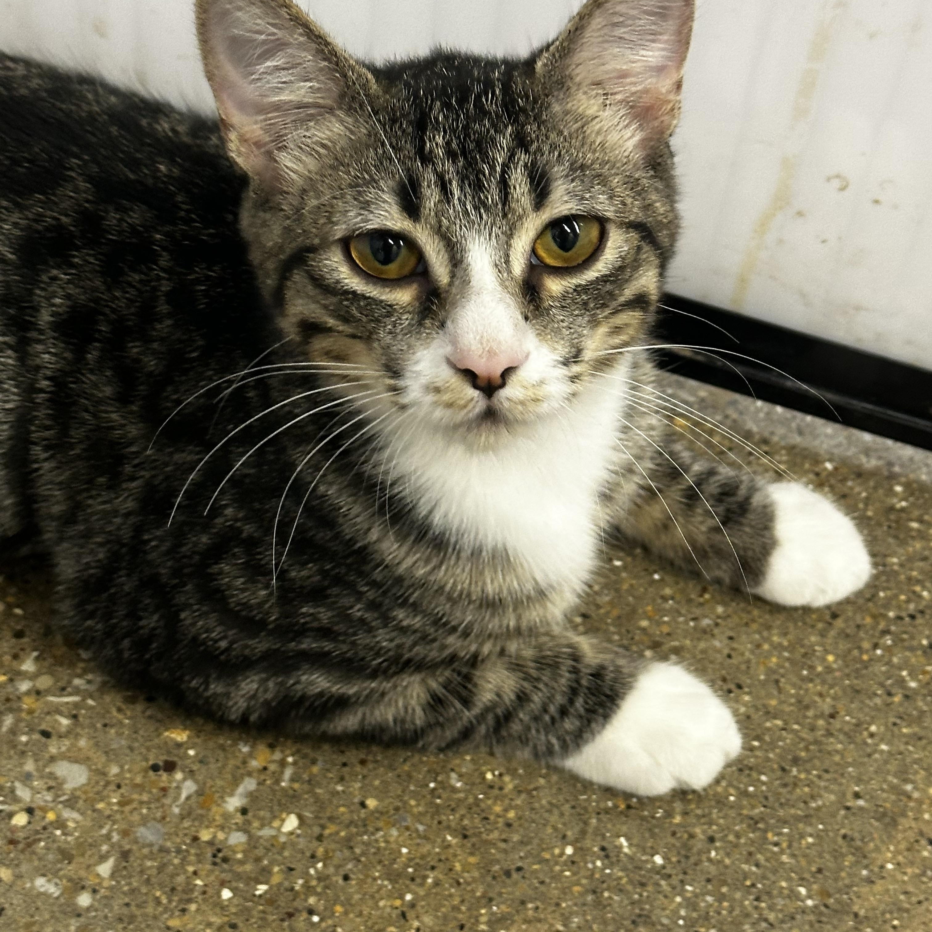 Spice, adopted, Young Male Domestic Short Hair.