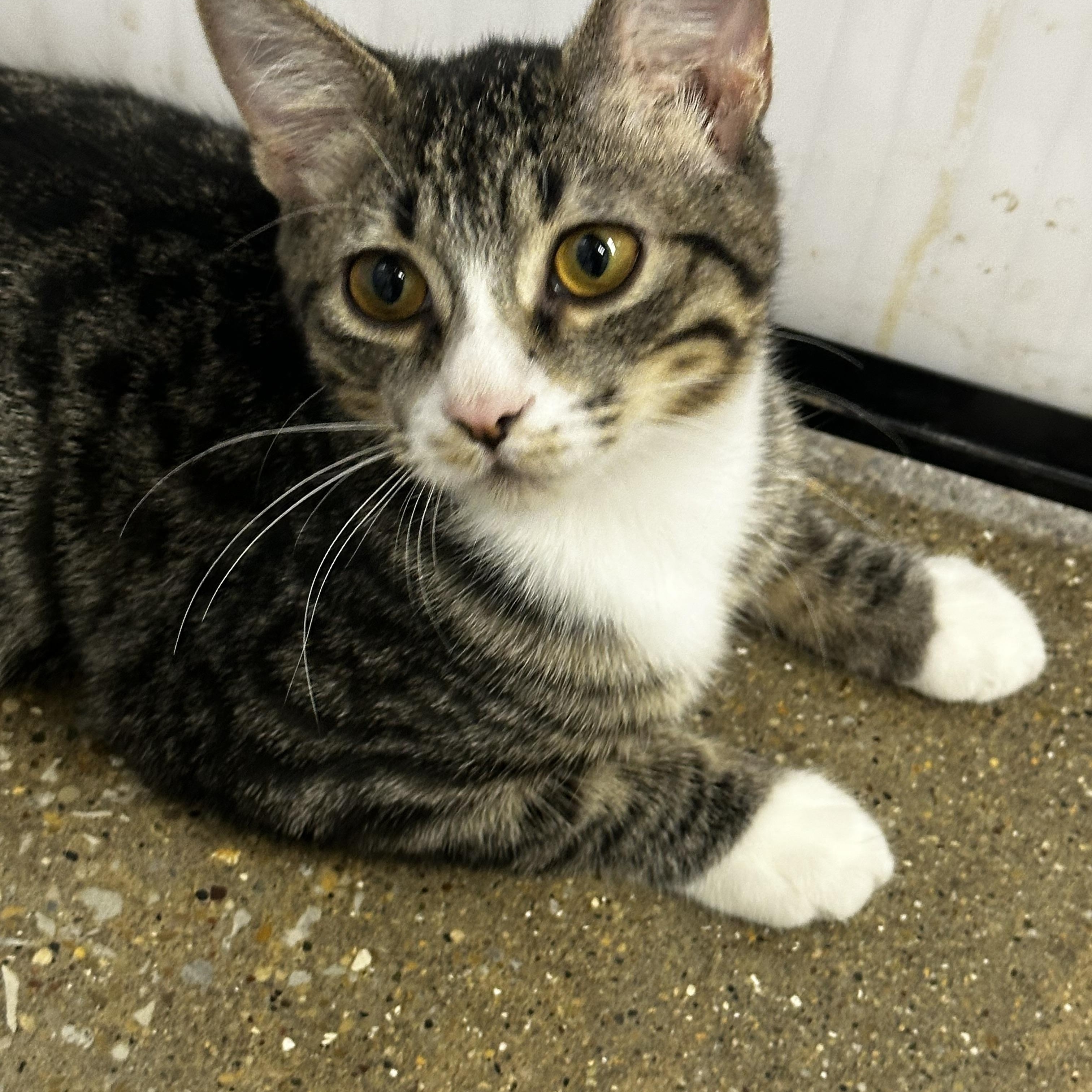 Enlarge Spice, an adopted Domestic Short Hair in Homewood, IL image 2/3
