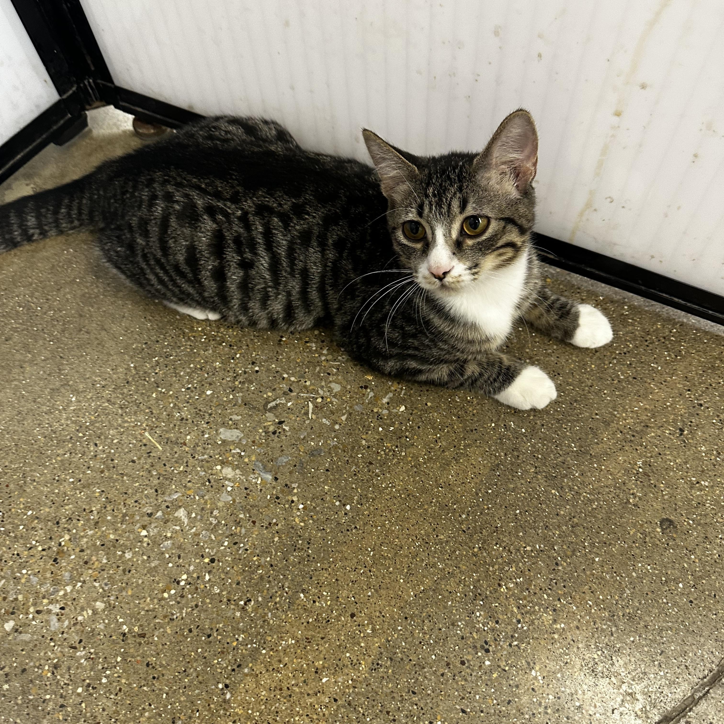Enlarge Spice, an adopted Domestic Short Hair in Homewood, IL image 3/3