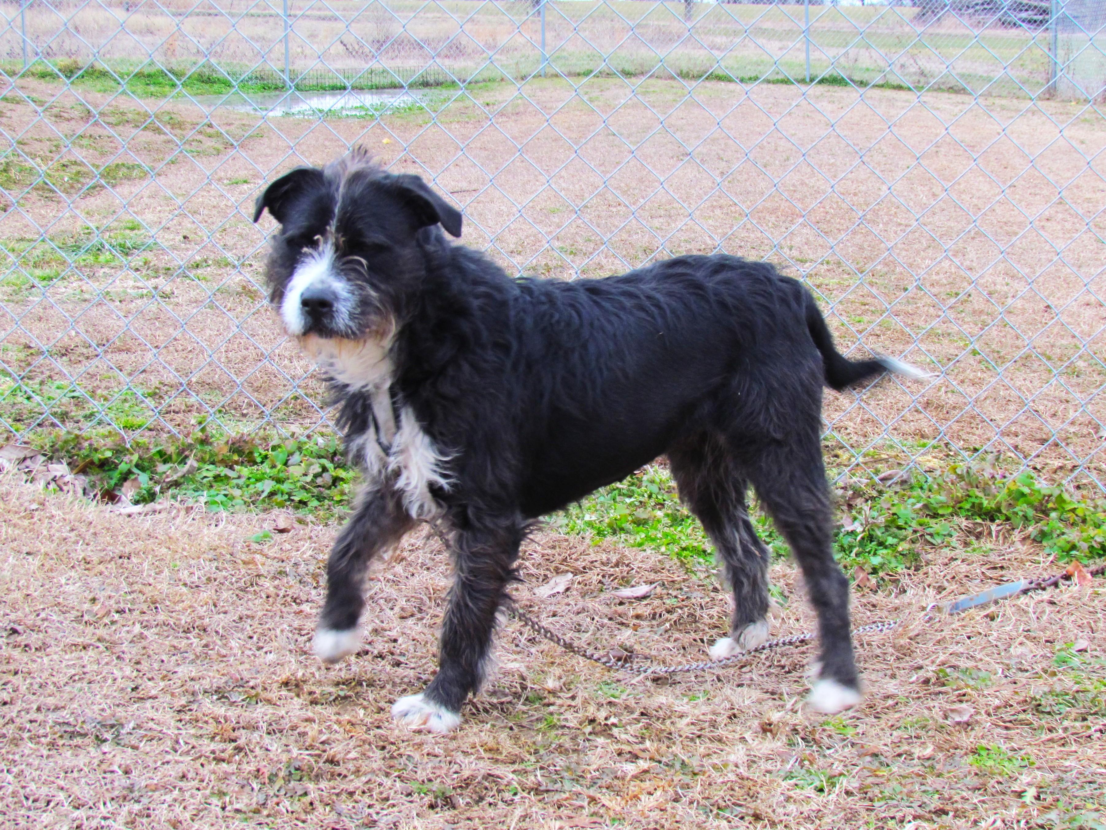 Enlarge ROXANNE, a ADOPTABLE mixed breed in Southington, CT image 2/6