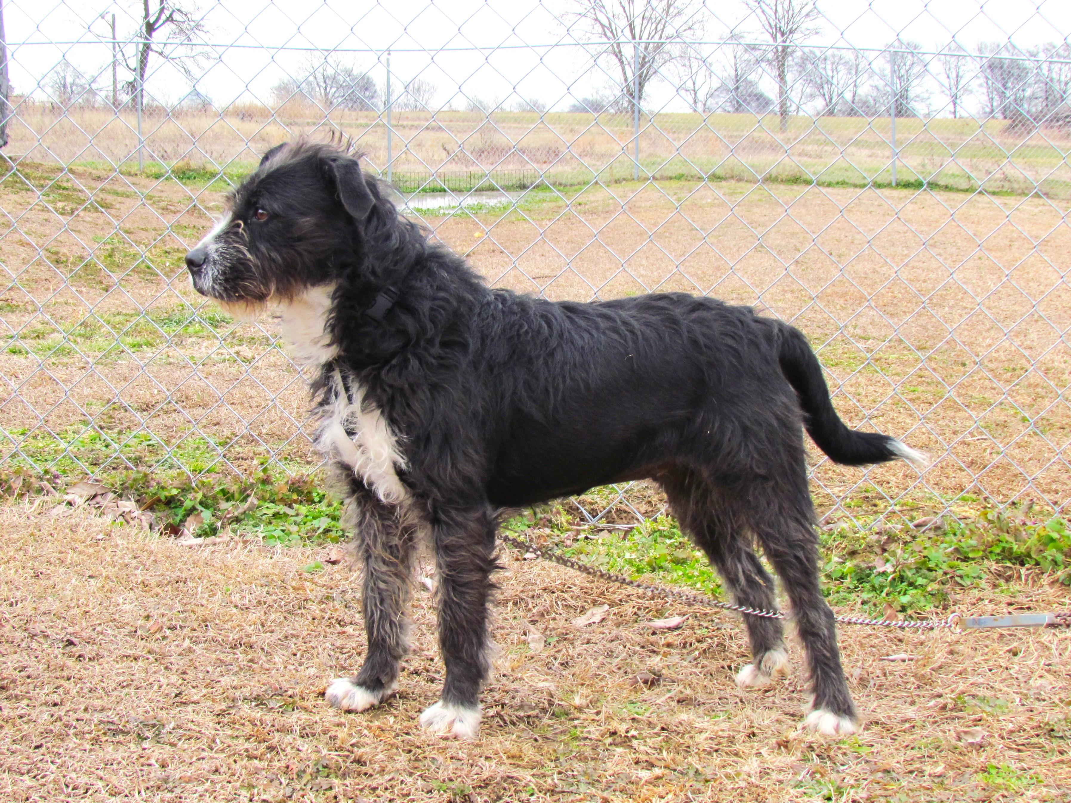 Enlarge ROXANNE, a ADOPTABLE mixed breed in Southington, CT image 5/6