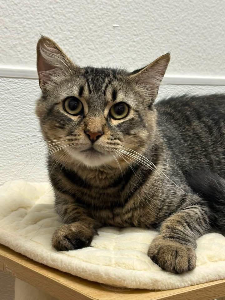Howard, ADOPTABLE, Young Male Domestic Medium Hair.