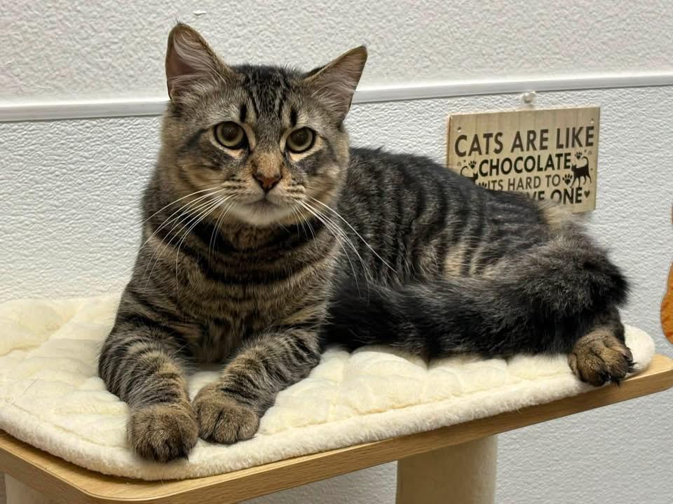 Howard, a ADOPTABLE Domestic Medium Hair in Chandler, AZ image 2/6