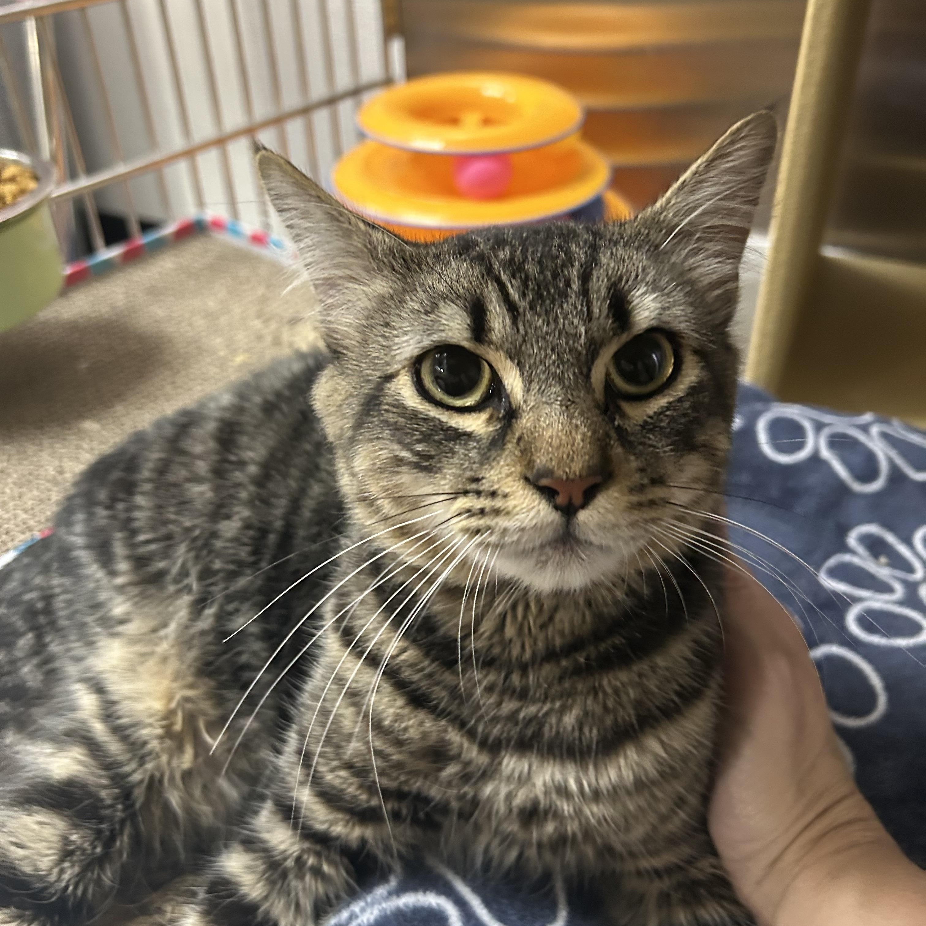 Howard, a ADOPTABLE Domestic Medium Hair in Chandler, AZ image 6/6