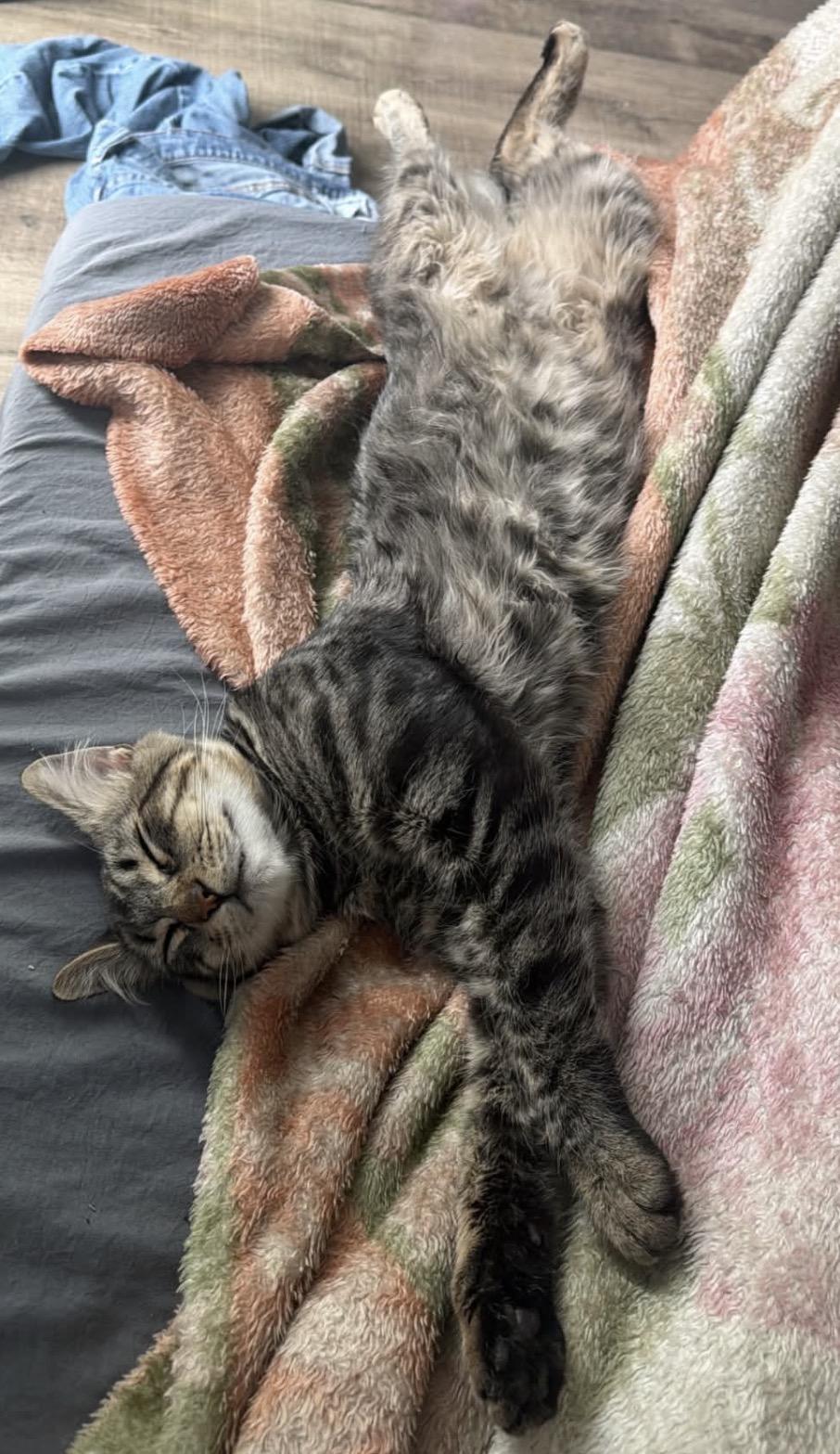 Howard, a ADOPTABLE Domestic Medium Hair in Chandler, AZ image 4/6