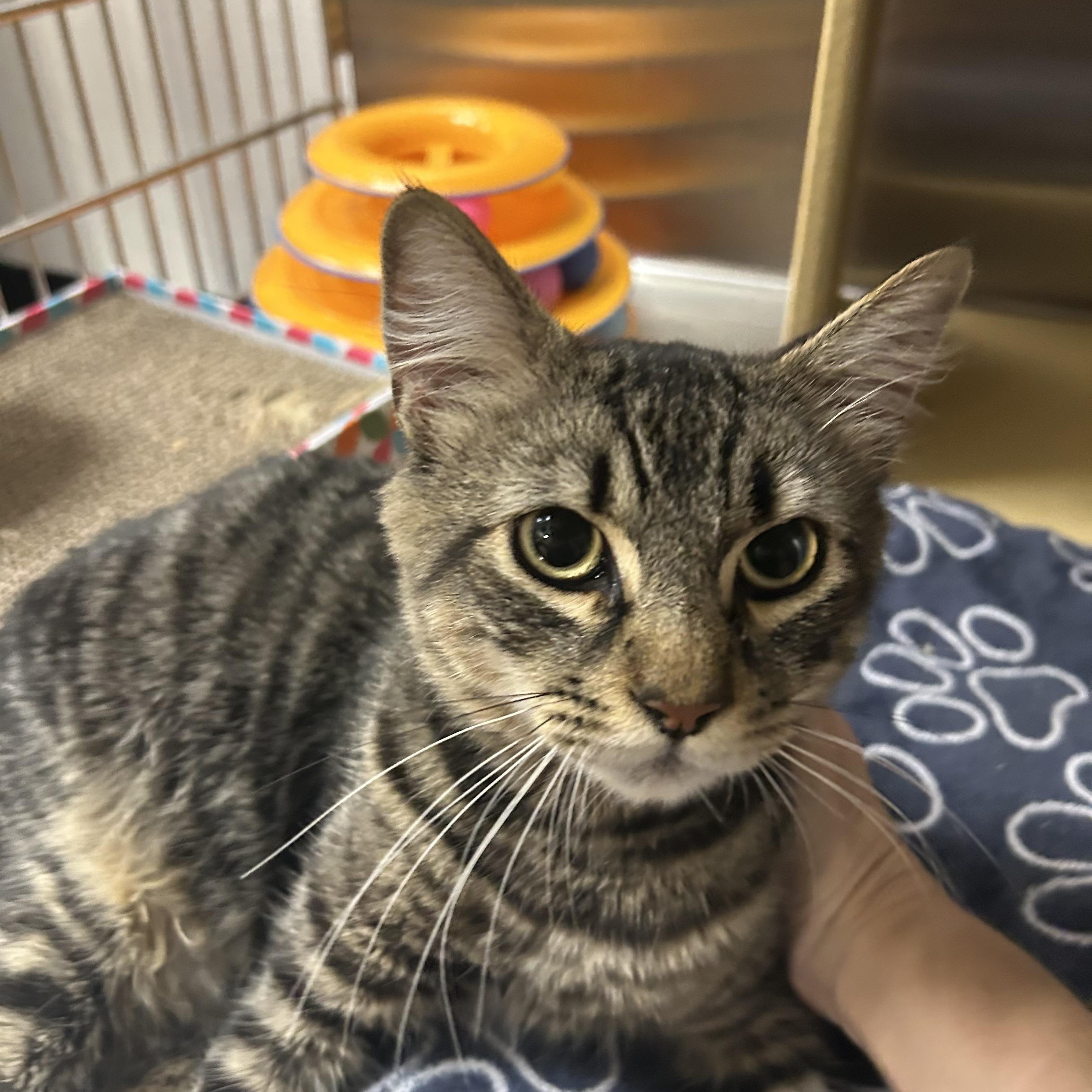 Howard, a ADOPTABLE Domestic Medium Hair in Chandler, AZ image 3/6