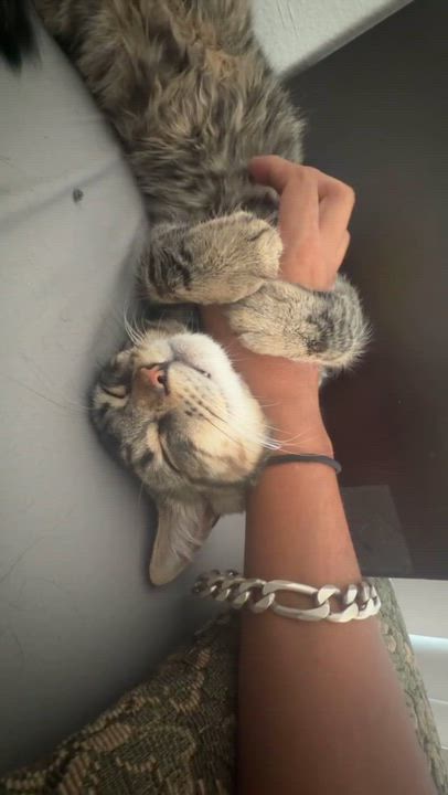 Enlarge Howard, a ADOPTABLE Domestic Medium Hair in Chandler, AZ video 5/6