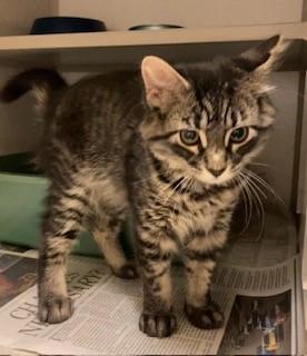 Figaro, a Adoptable Domestic Medium Hair in Mason City, IA image 2/2