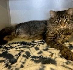 Figaro, Adoptable, Kitten Male Domestic Medium Hair.