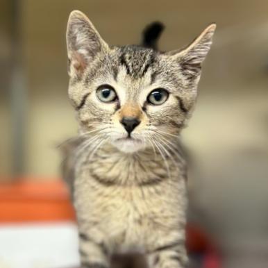 Billy, a Adoptable mixed breed in Colorado Springs, CO image 1/4