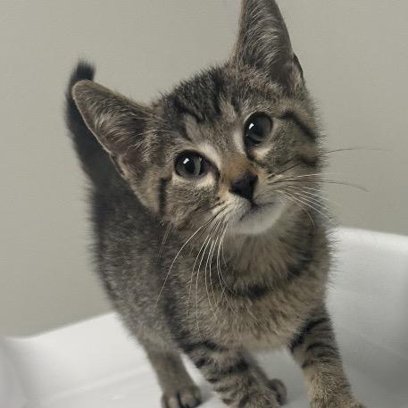 Billy, a Adoptable mixed breed in Colorado Springs, CO image 2/4