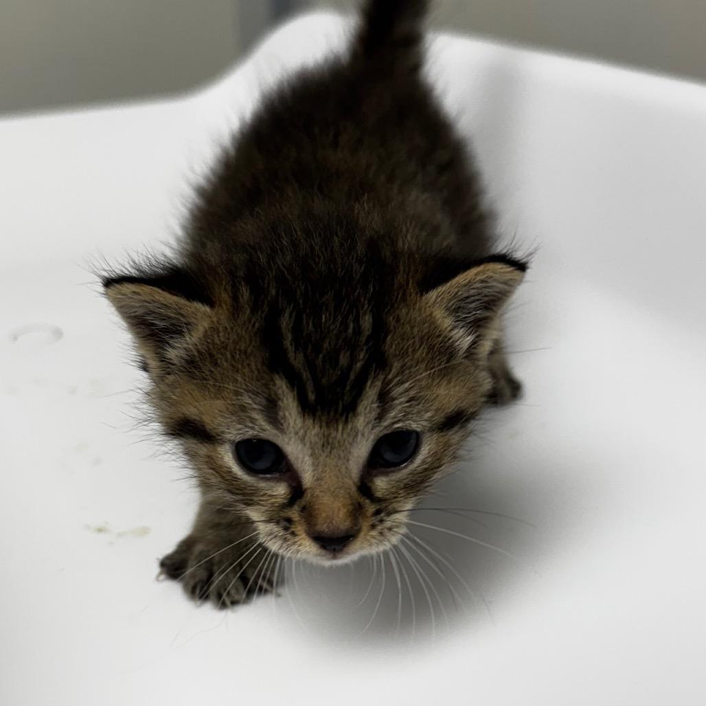 Billy, a Adoptable mixed breed in Colorado Springs, CO image 3/4