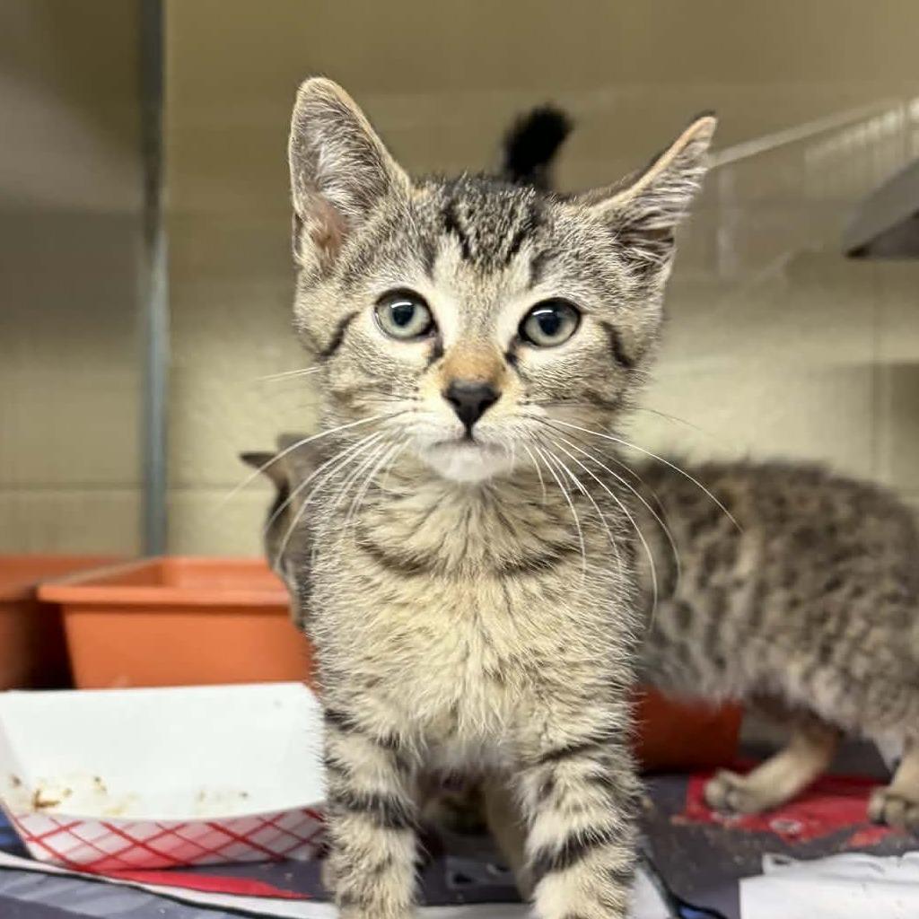 Billy, a Adoptable mixed breed in Colorado Springs, CO image 4/4