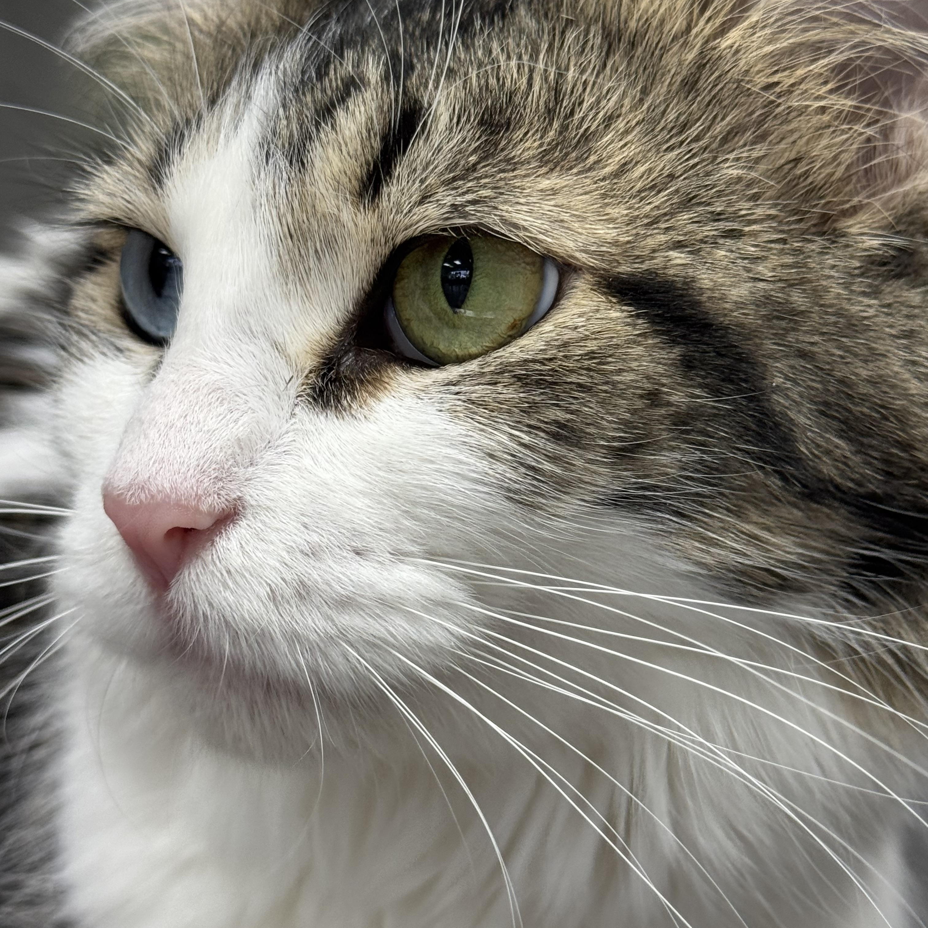 Enlarge Macy , an adopted mixed breed in Blaine, MN image 3/5