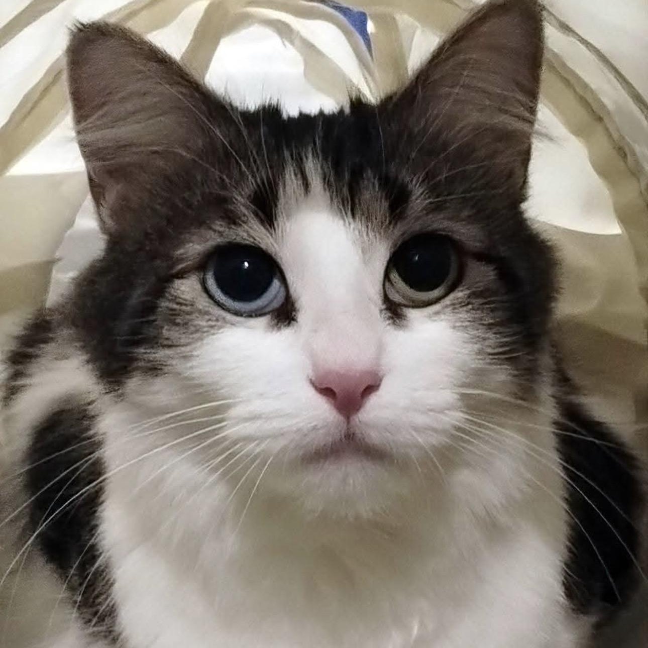 Macy , adopted, Adult Female Domestic Long Hair & Tabby.