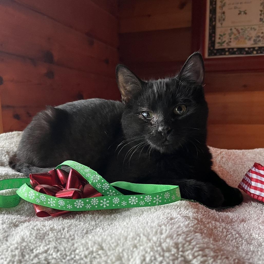 Noel, Adoptable, Kitten Male Domestic Short Hair.