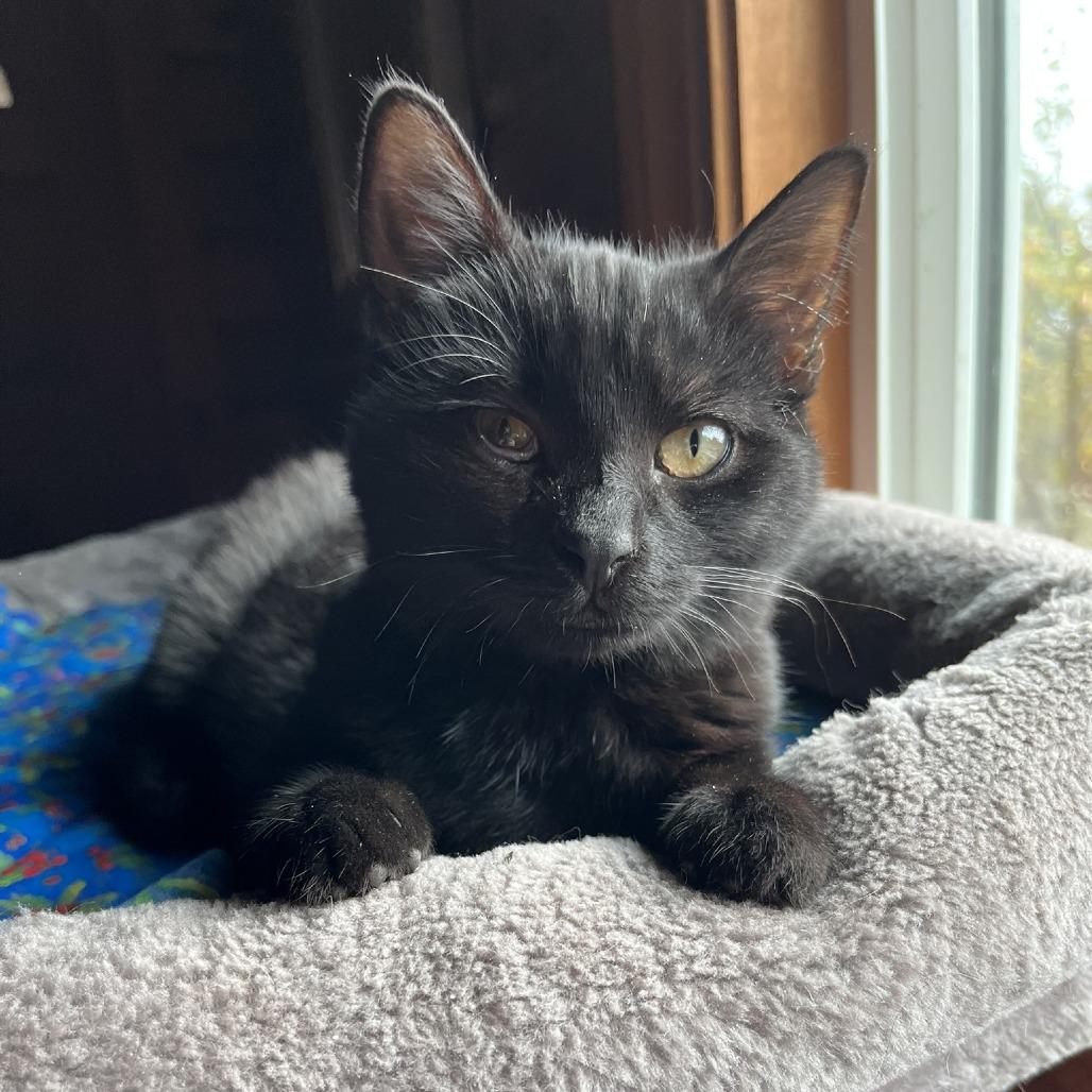 Enlarge Noel, a Adoptable Domestic Short Hair in Santa Rosa, CA image 2/6