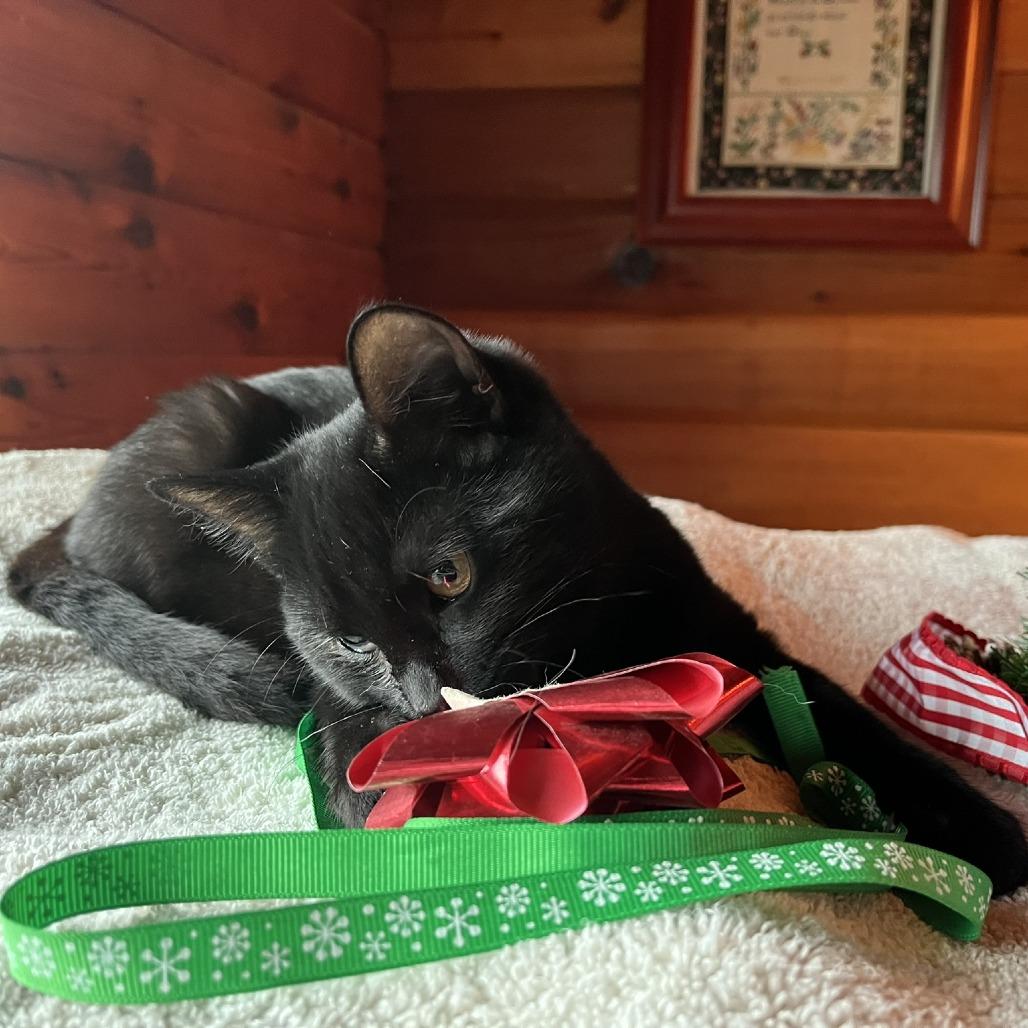 Enlarge Noel, a Adoptable Domestic Short Hair in Santa Rosa, CA image 4/6