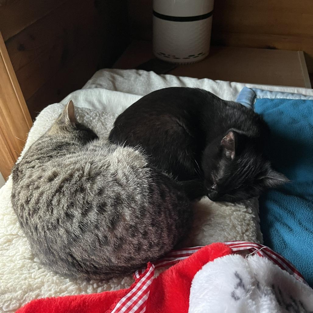 Enlarge Noel, a Adoptable Domestic Short Hair in Santa Rosa, CA image 5/6