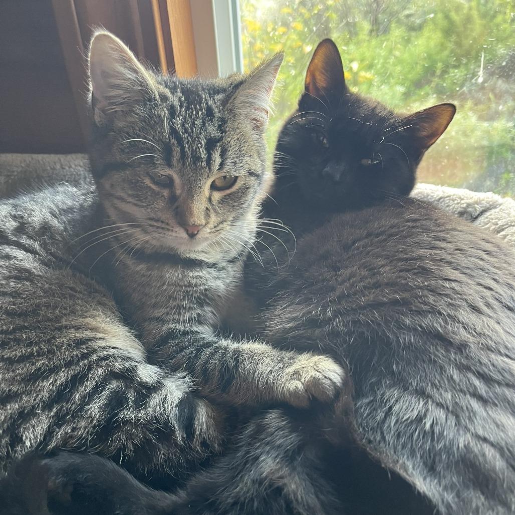 Enlarge Noel, a Adoptable Domestic Short Hair in Santa Rosa, CA image 6/6