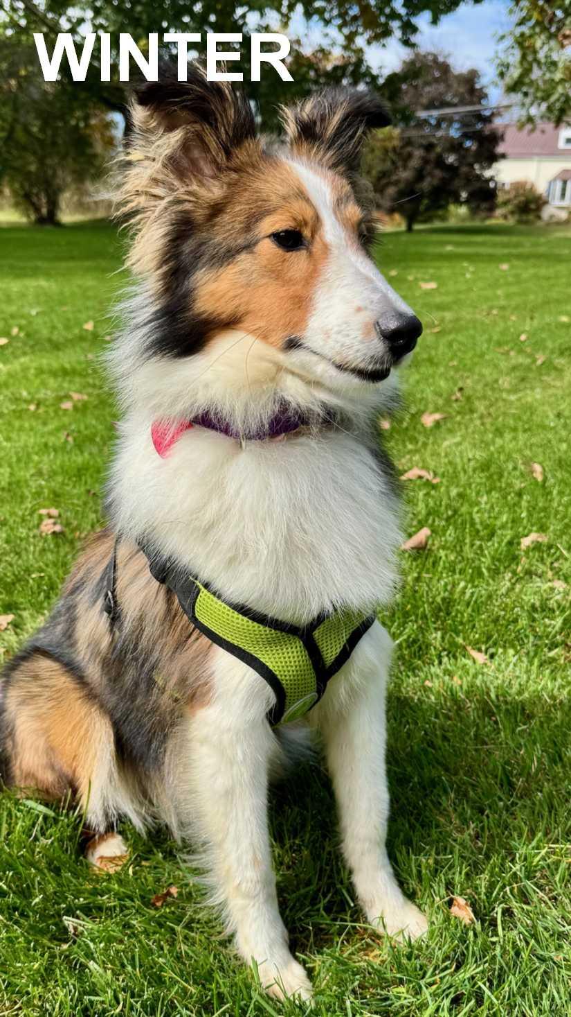 Enlarge Winter (ADOPTED), a Adopted Shetland Sheepdog / Sheltie in New Castle, PA image 1/4