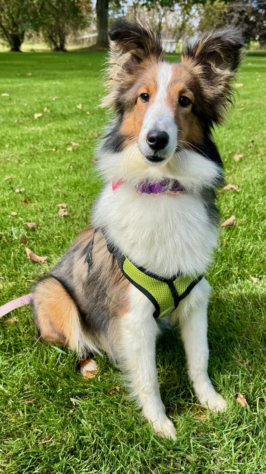 Enlarge Winter (ADOPTED), a Adopted Shetland Sheepdog / Sheltie in New Castle, PA image 2/4
