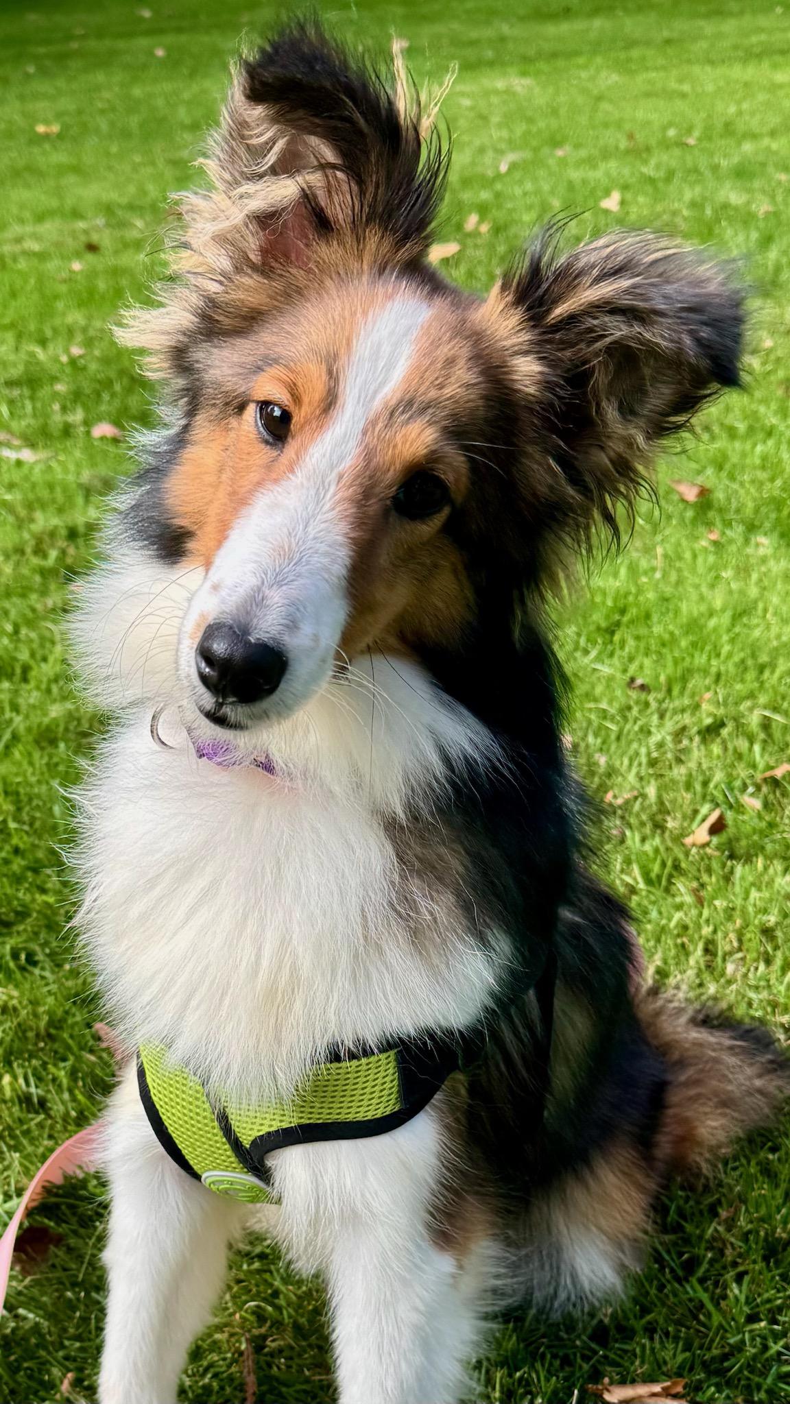 Enlarge Winter (ADOPTED), a Adopted Shetland Sheepdog / Sheltie in New Castle, PA image 3/4