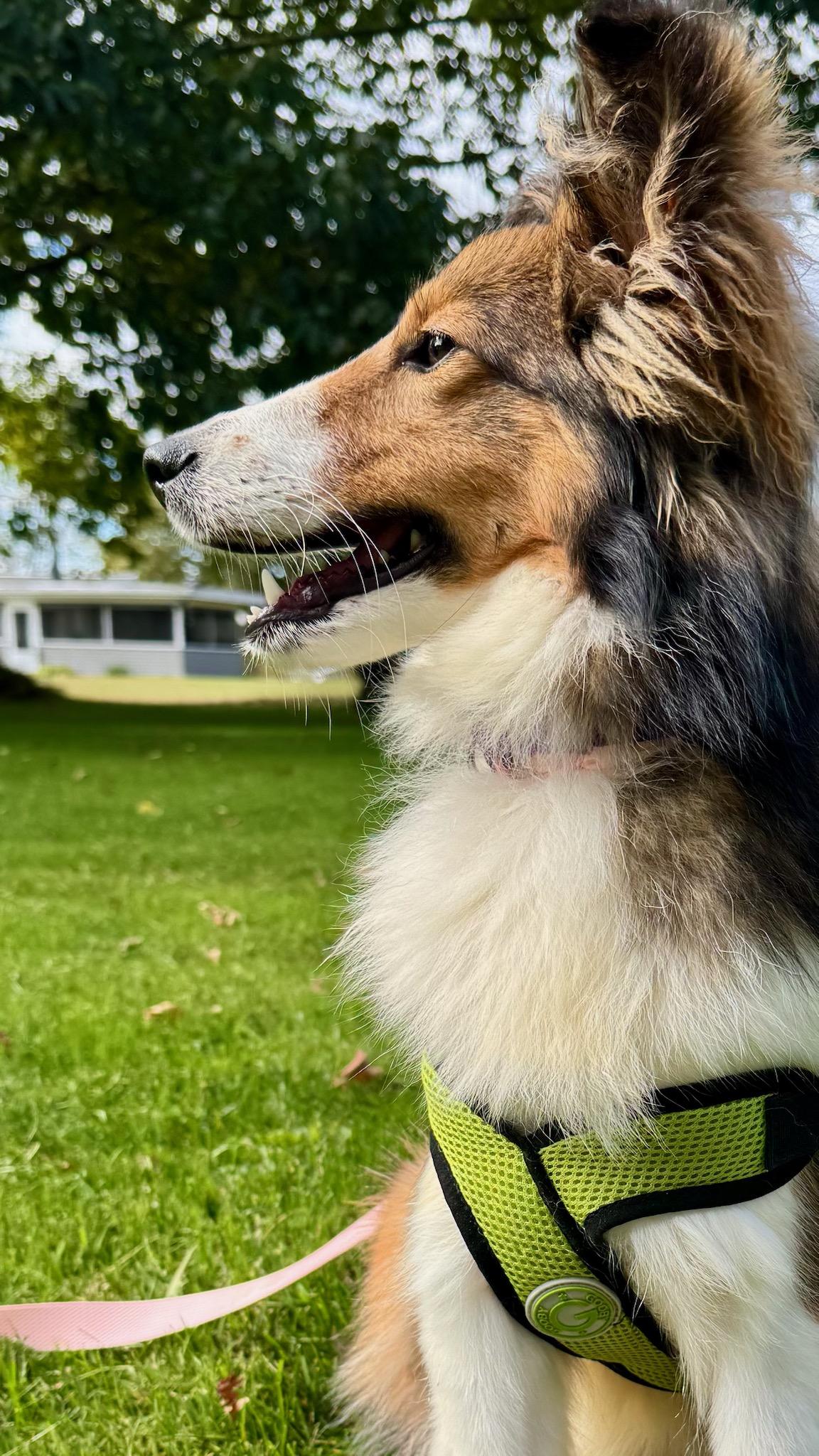 Winter (ADOPTED), Adopted, Young Female Shetland Sheepdog / Sheltie.