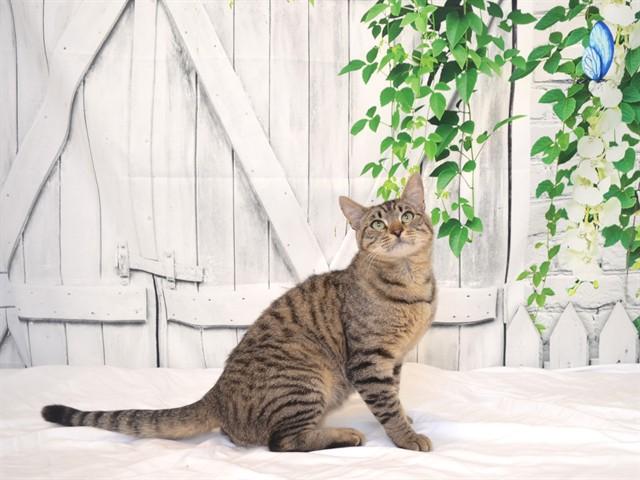 BONE, Adoptable, Young Male Domestic Short Hair & Domestic Short Hair.