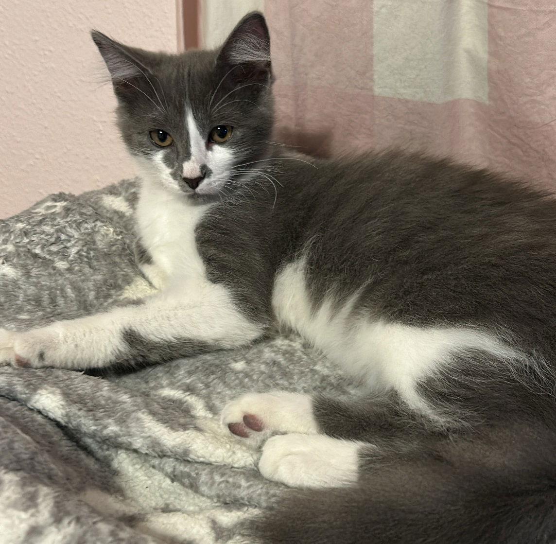 Enlarge Nimbus #bonded-to-Stratus, a Adopted mixed breed in Houston, TX image 1/3