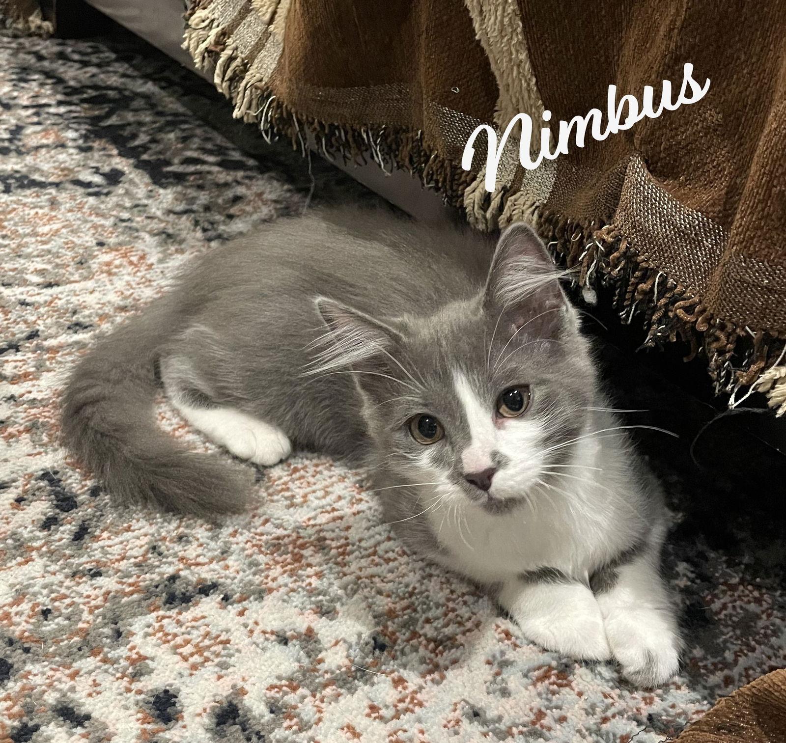 Enlarge Nimbus #bonded-to-Stratus, a Adopted mixed breed in Houston, TX image 2/3