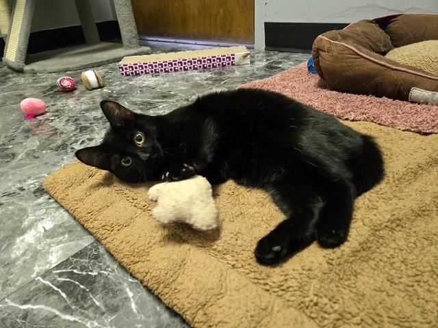 Ansley, ADOPTABLE, Kitten Female Domestic Short Hair.