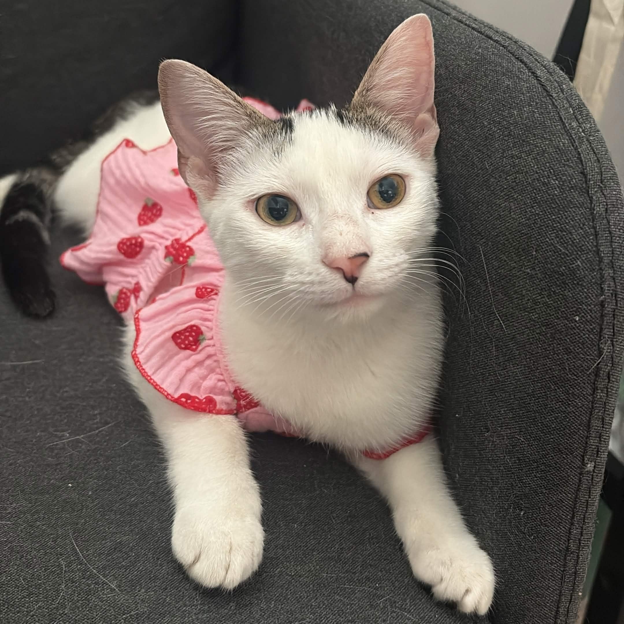 Princess, Adoptable, Kitten Female Domestic Short Hair.