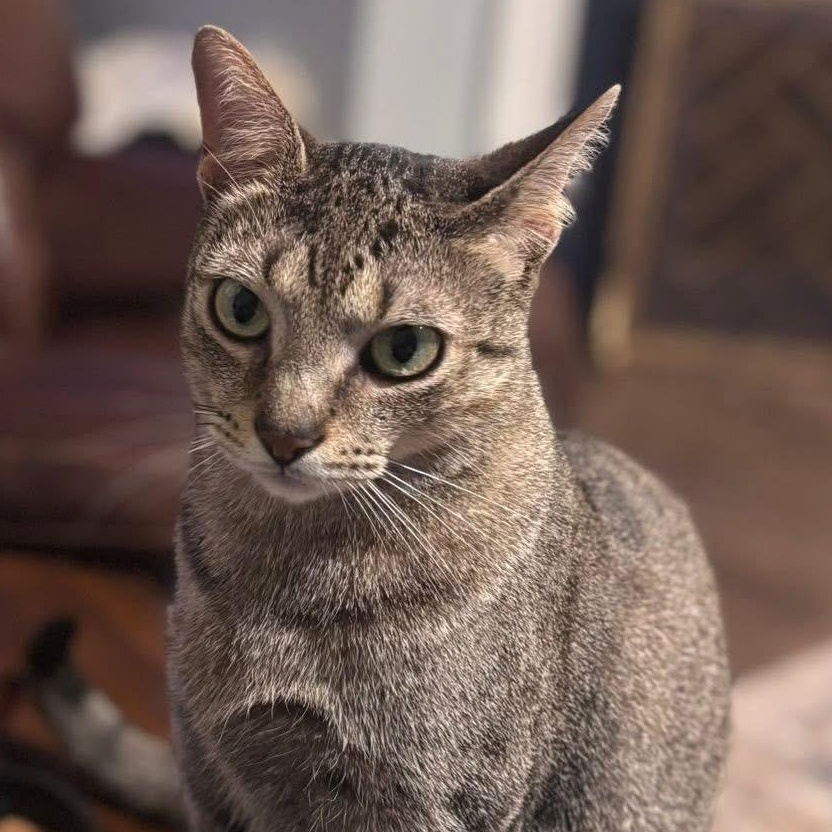 Enlarge Murphy, a Adoptable Domestic Short Hair in West Dundee, IL image 1/6