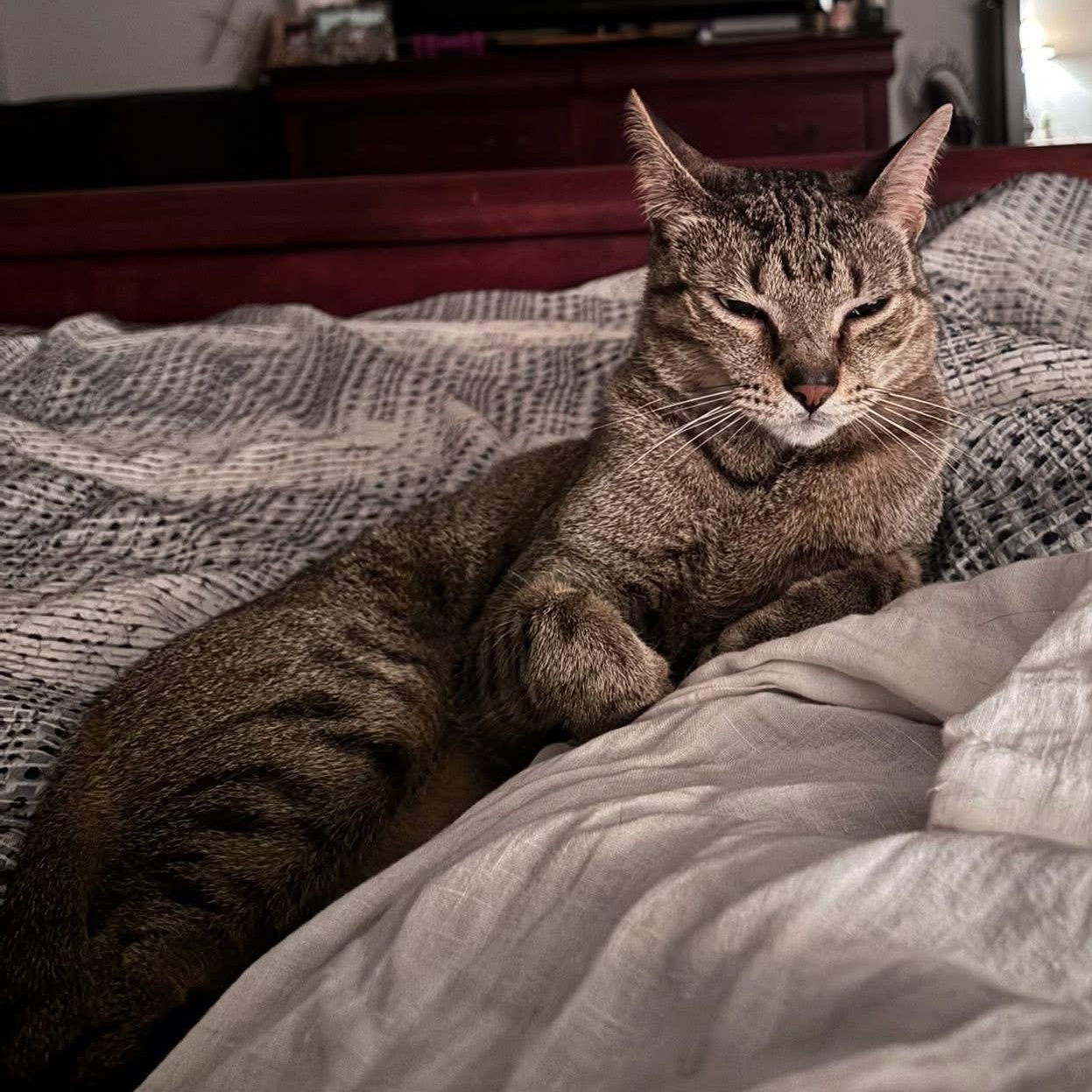 Enlarge Murphy, a Adoptable Domestic Short Hair in West Dundee, IL image 3/6