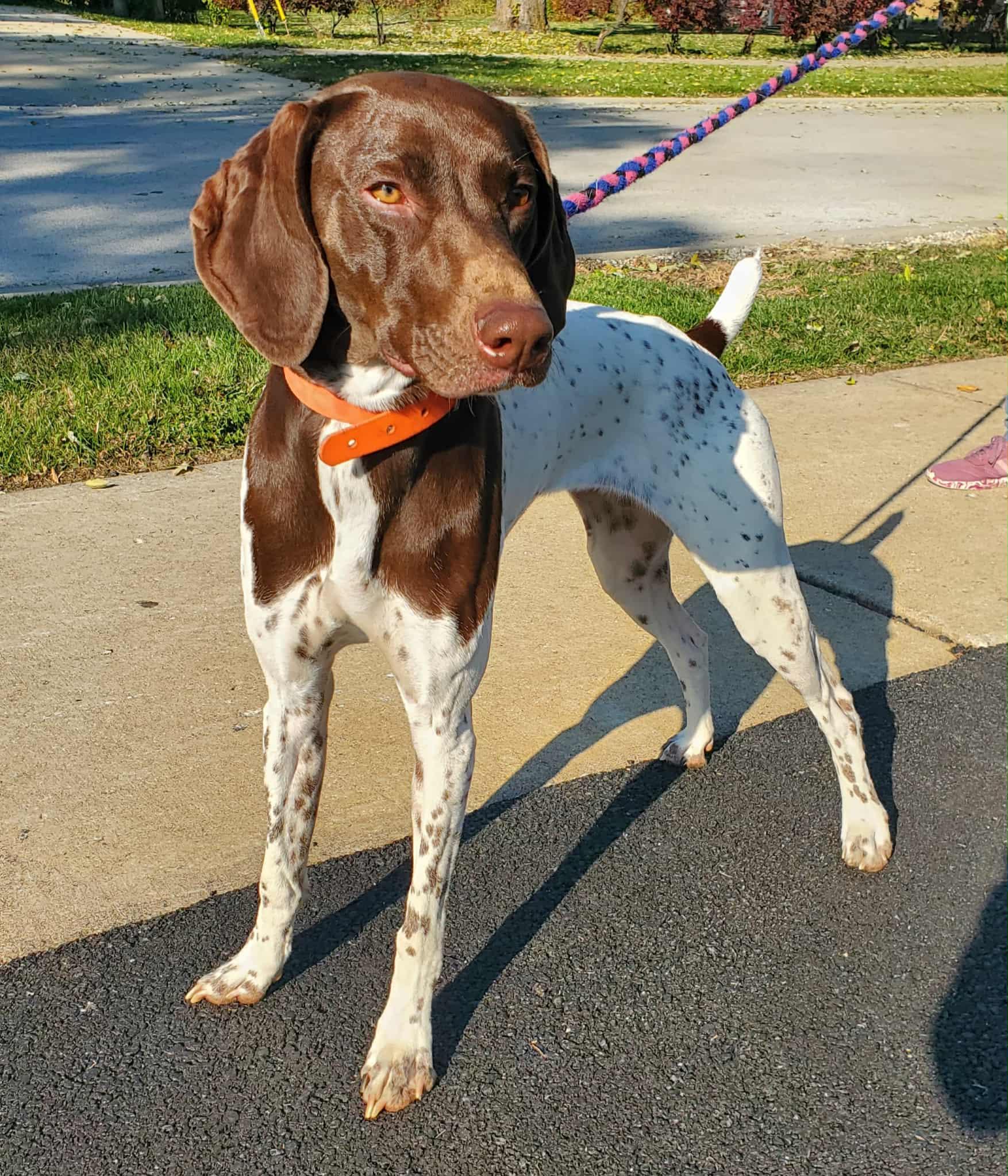 Scout- Foster to Adopt