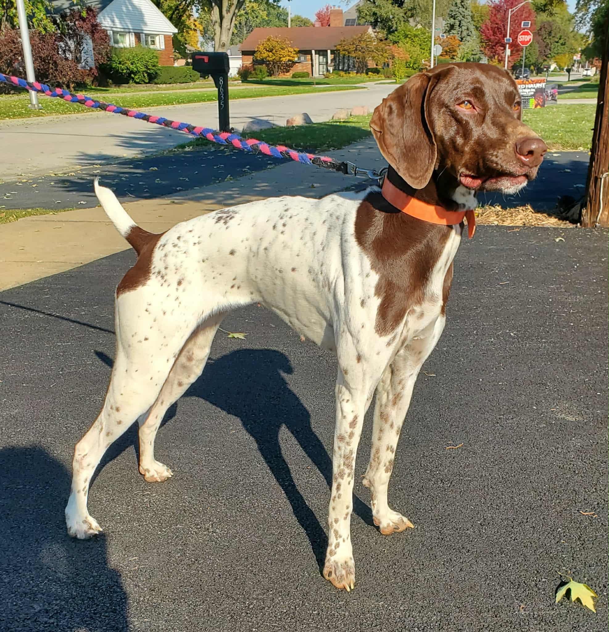 Scout- Foster to Adopt, a Adoptable German Shorthaired Pointer in Wood Dale, IL image 2/6