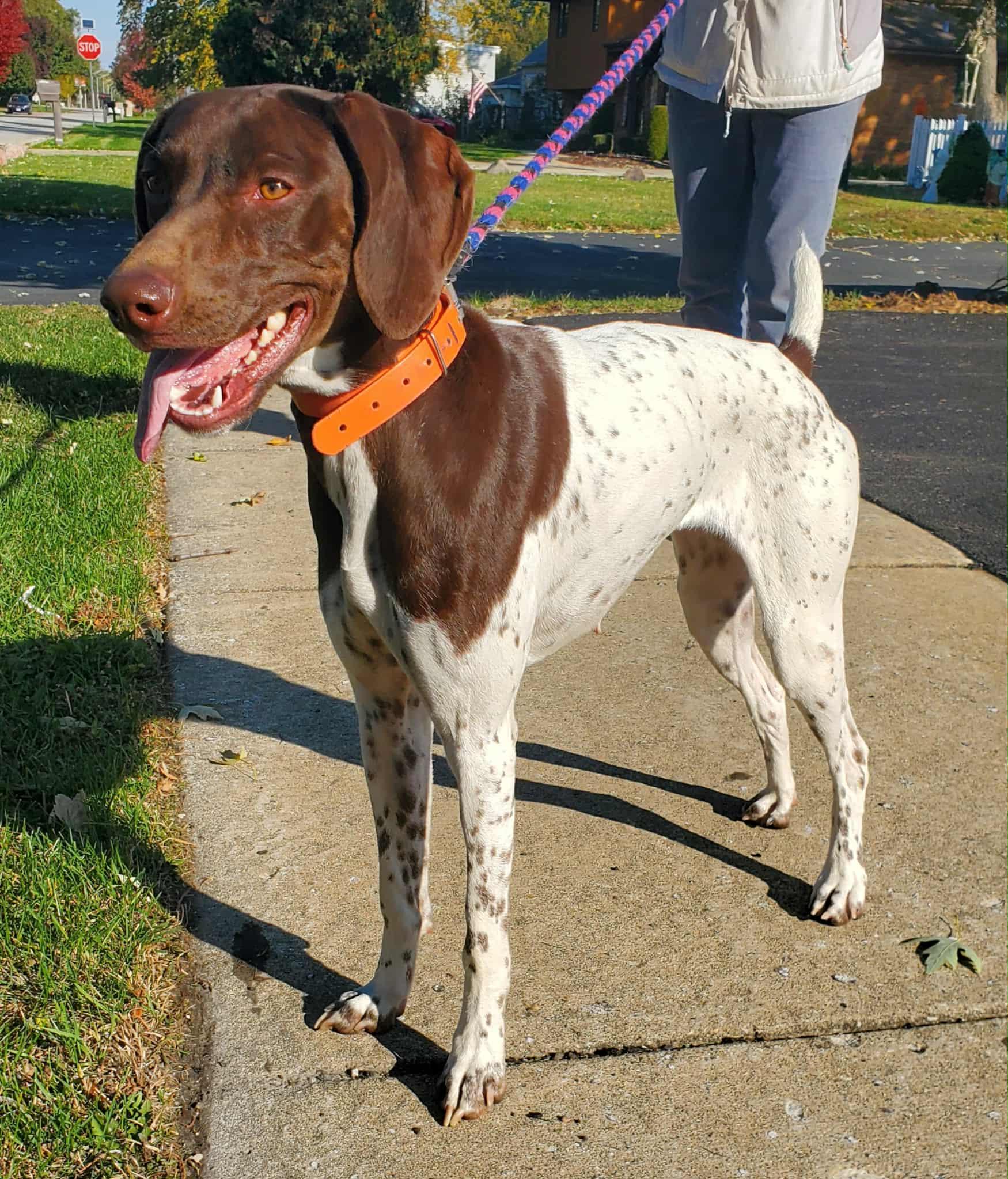 Scout- Foster to Adopt