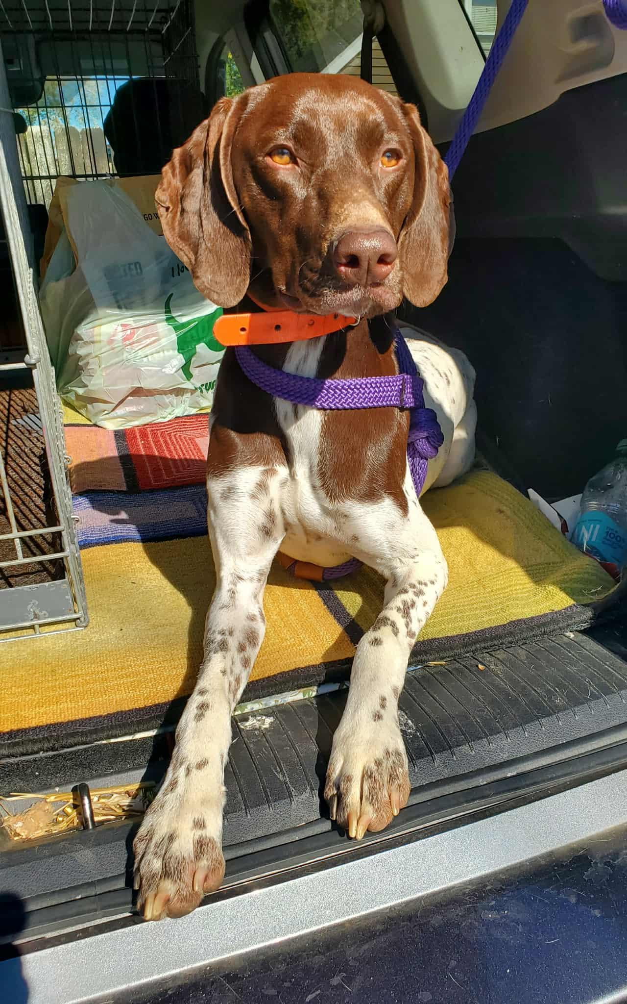 Scout- Foster to Adopt