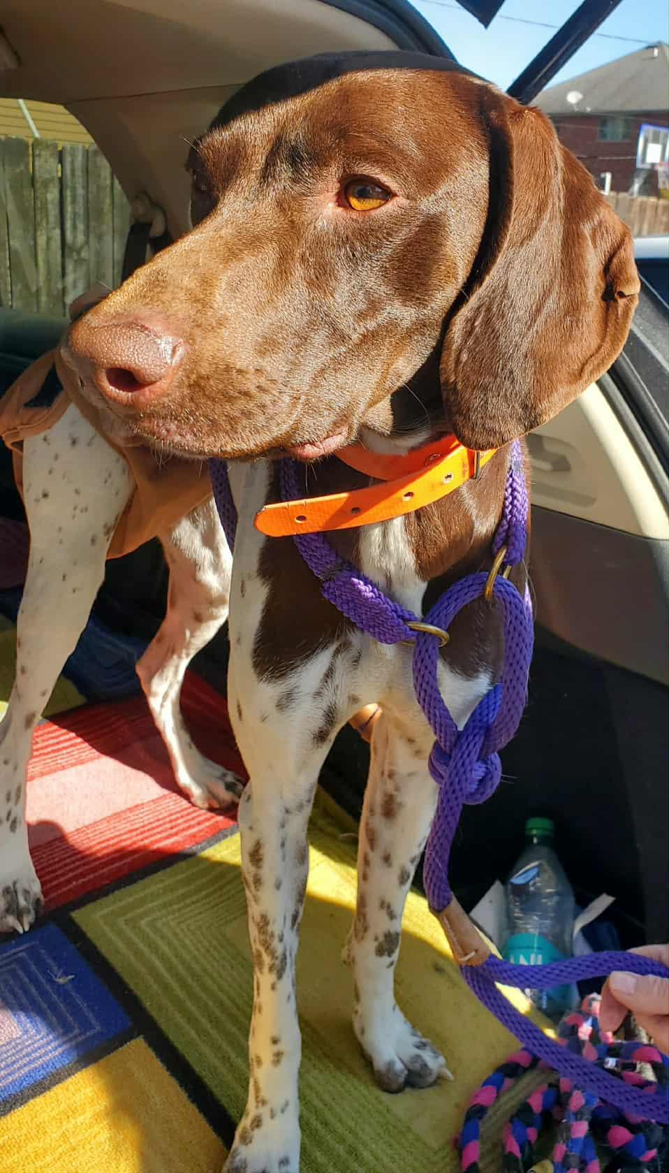 Scout- Foster to Adopt, a Adoptable German Shorthaired Pointer in Wood Dale, IL image 6/6