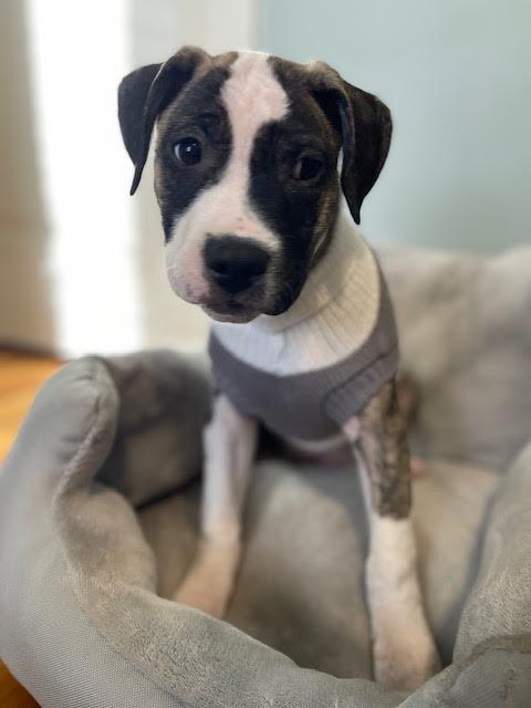 Halston, a ADOPTABLE mixed breed in Cumming, GA image 3/6