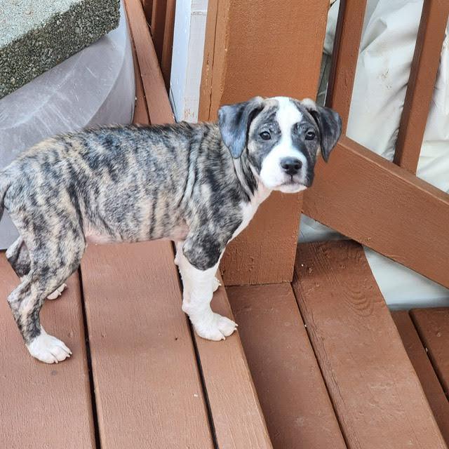 Enlarge Halston, a ADOPTABLE mixed breed in Cumming, GA image 6/6