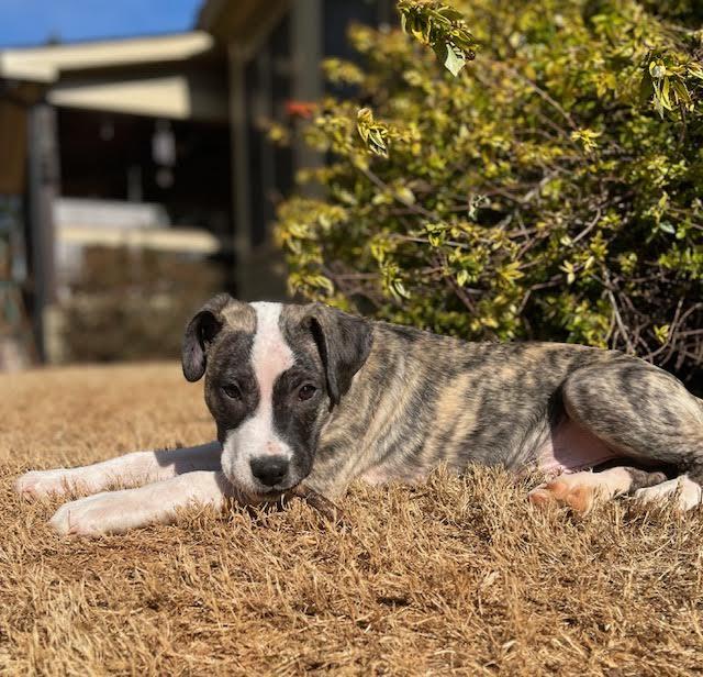 Halston, a ADOPTABLE mixed breed in Cumming, GA image 5/6
