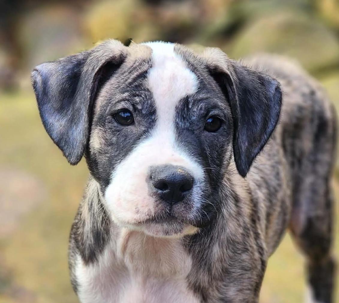 Enlarge Halston, a ADOPTABLE mixed breed in Cumming, GA image 1/6