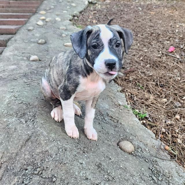 Enlarge Halston, a ADOPTABLE mixed breed in Cumming, GA image 4/6