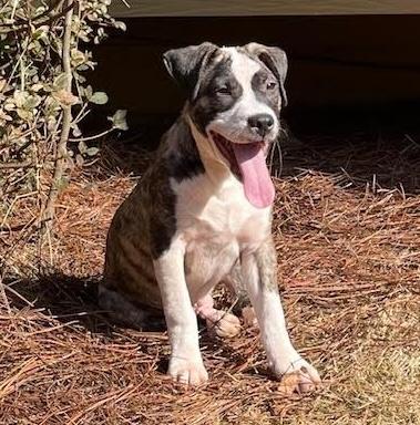 Halston, a ADOPTABLE mixed breed in Cumming, GA image 4/6