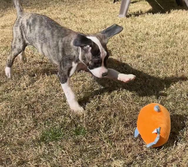 Enlarge Halston, a ADOPTABLE mixed breed in Cumming, GA image 2/6