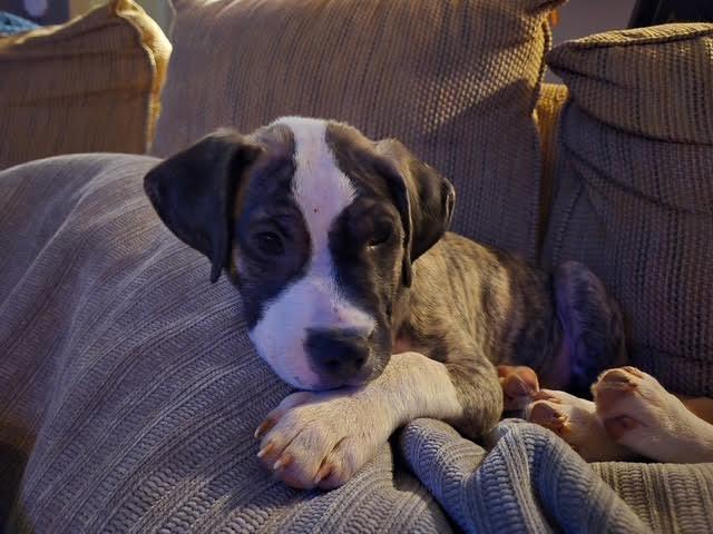 Halston, a ADOPTABLE mixed breed in Cumming, GA image 6/6